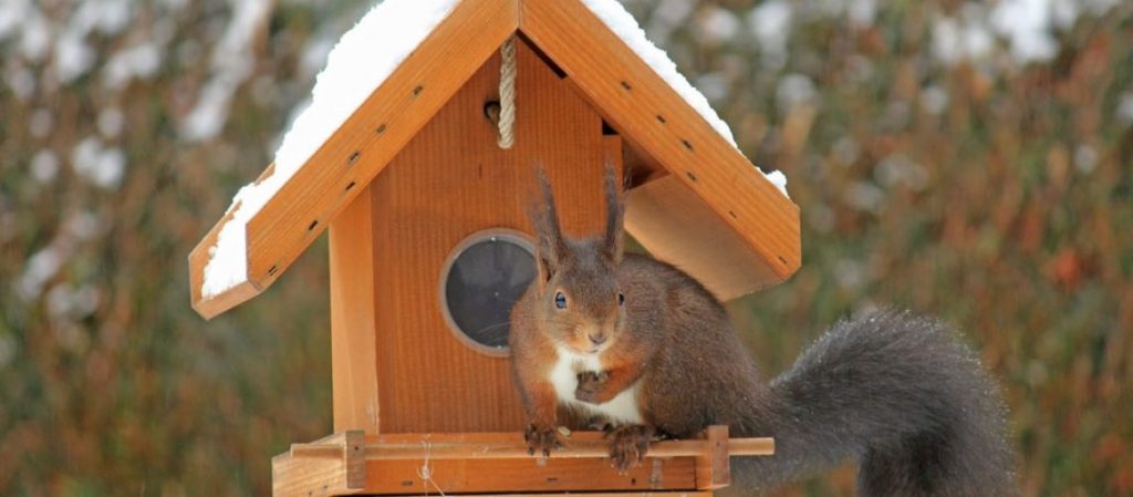 Hiring The Best Squirrel Removal Service