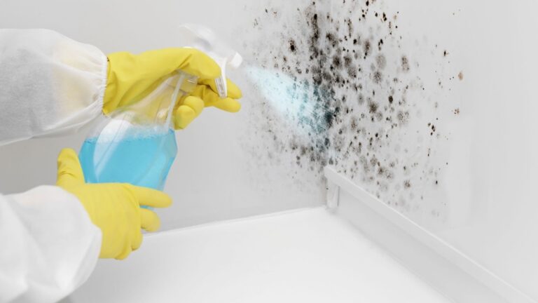 Hired for Mold Removal