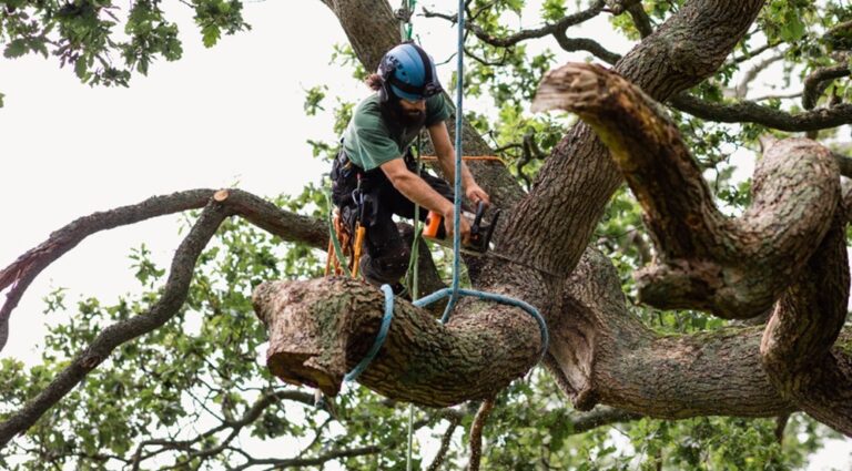 Rooted in Safety: The Crucial Role of Tree Inspections in Preventing Property Damage and Liability