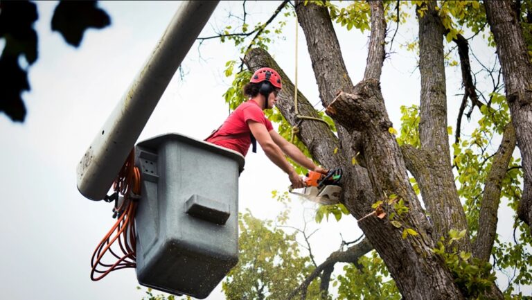 The Role of Tree Services in Urban Heat Reduction and Climate Control Urban Heat Reduction