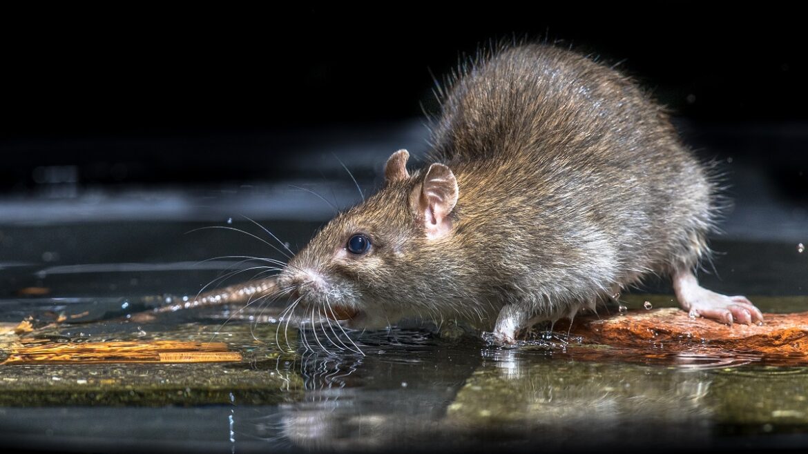 The Rat Problem: Understanding and Solving Infestations in Phoenix